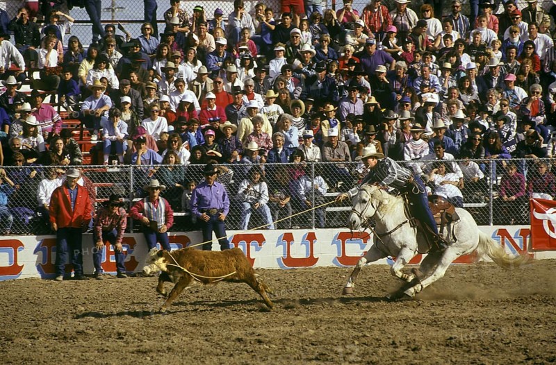 Calf Roping Contest