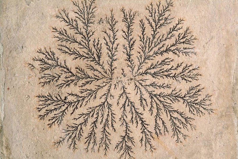 Dendrite