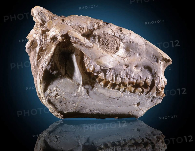 Oreodont Fossil