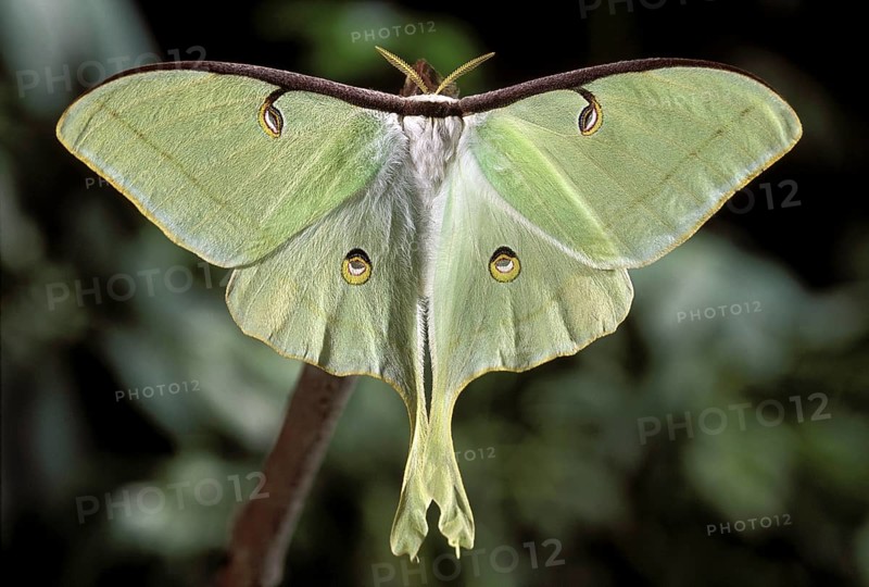 Luna Moth