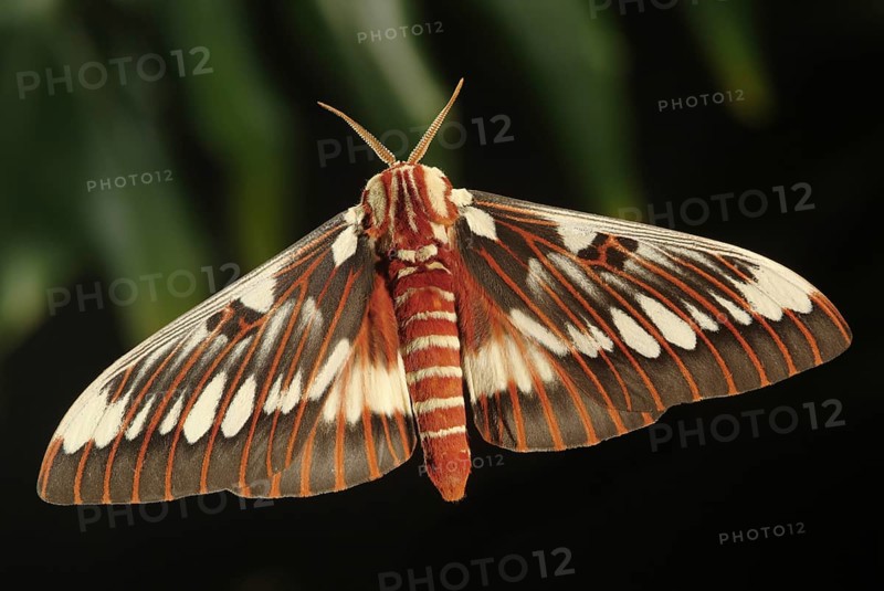 Silk Moth