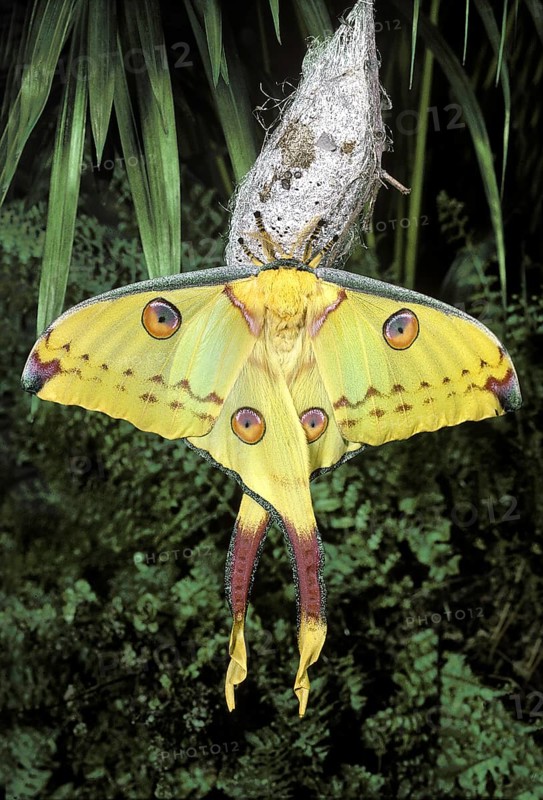 Comets Tail Moth