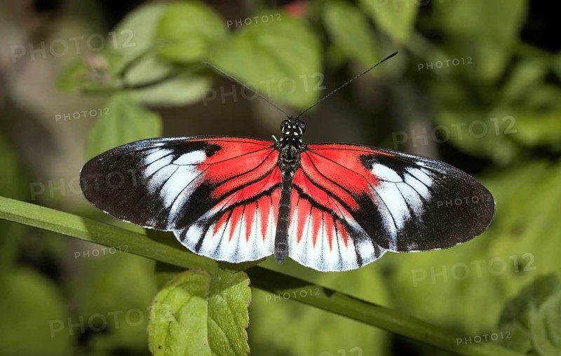 cross or passion-vine butterflies