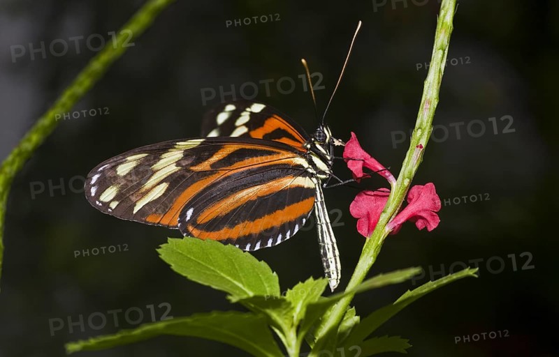 Mechanitis polymnia Butterfly