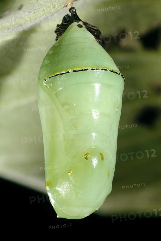 Monarch Butterfly Crysalid