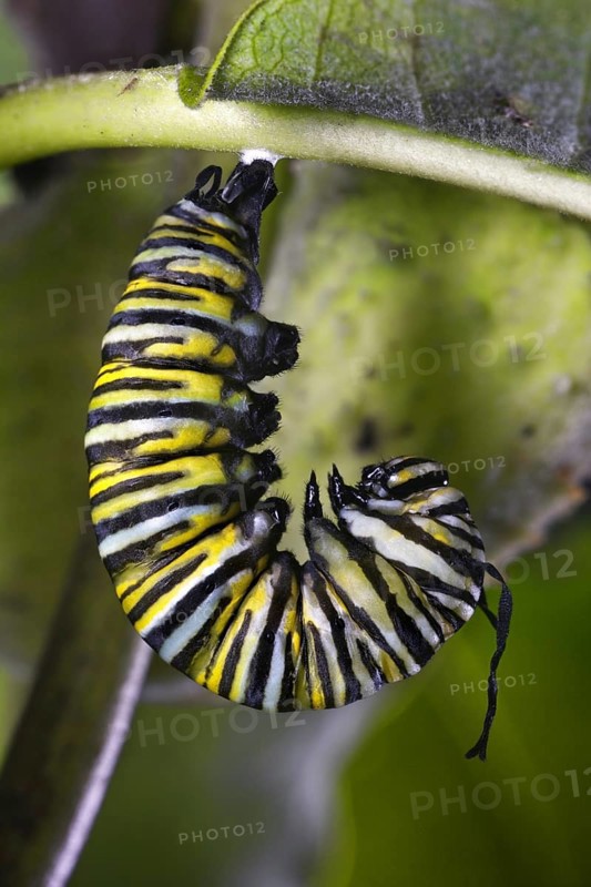 Monarch Caterpillar Begins Metamorphosis to Crysalid