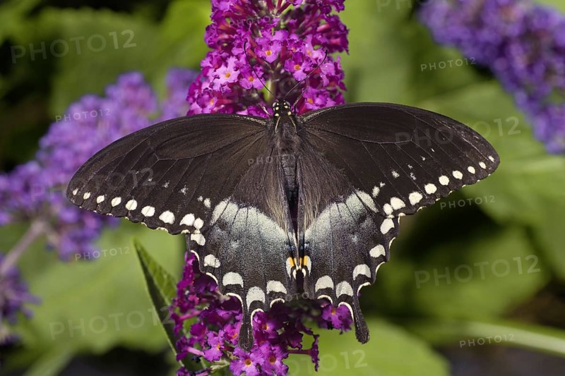 Spicebush Swallowtail