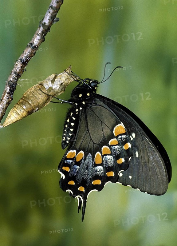 Spicebush Swallowtail Butterfly