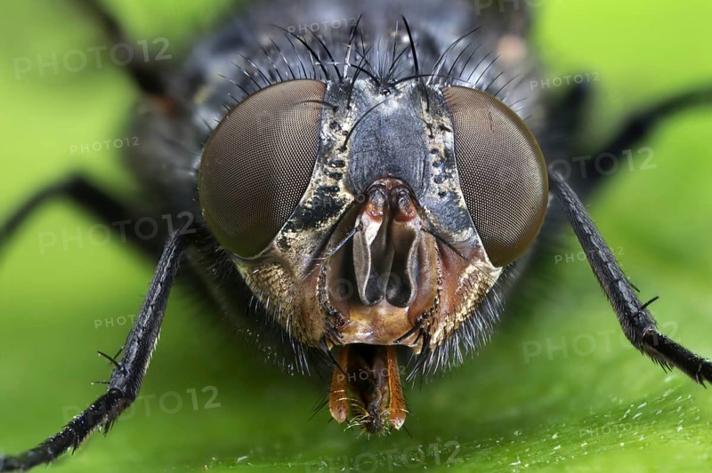 Common House FlyThe housefly