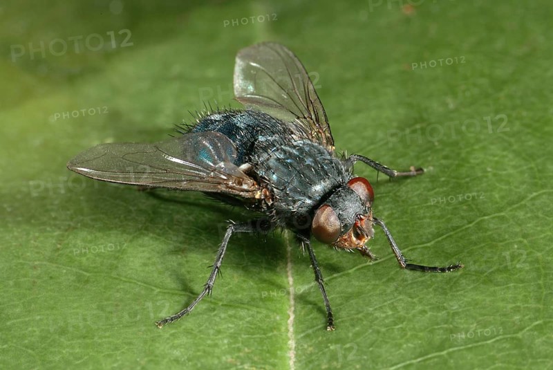 Blue Bottle Fly