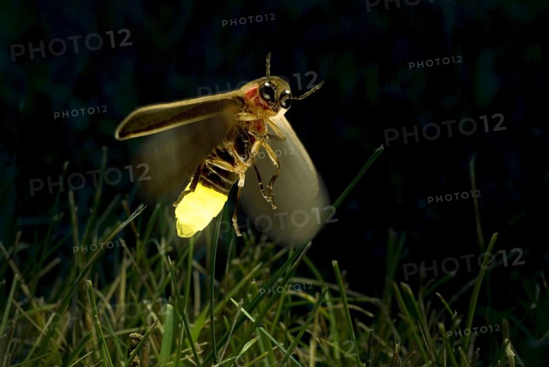 Firefly Twilight Flight
