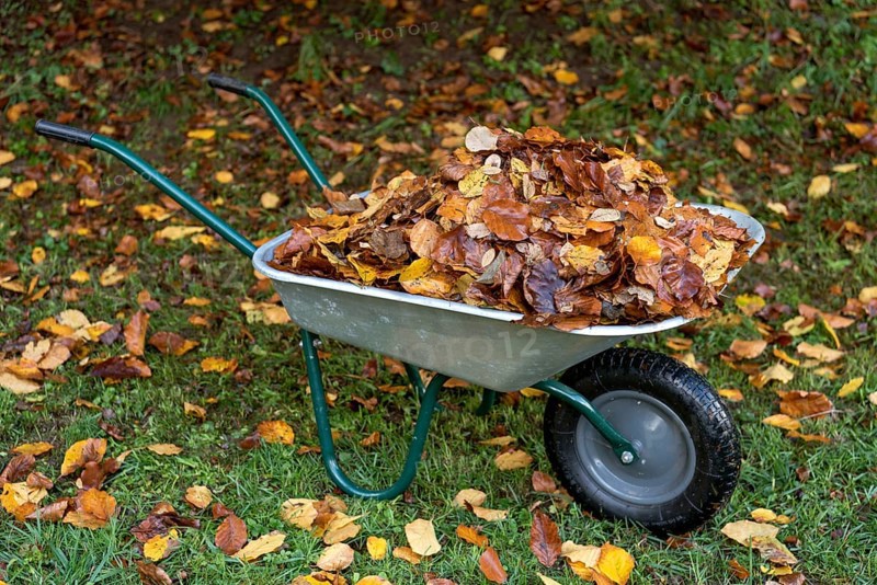 Autumn leaves in wheelbarrow in the garden