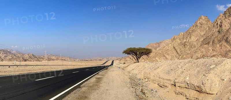 Solitary tree and mountains