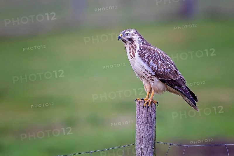 Common steppe buzzard