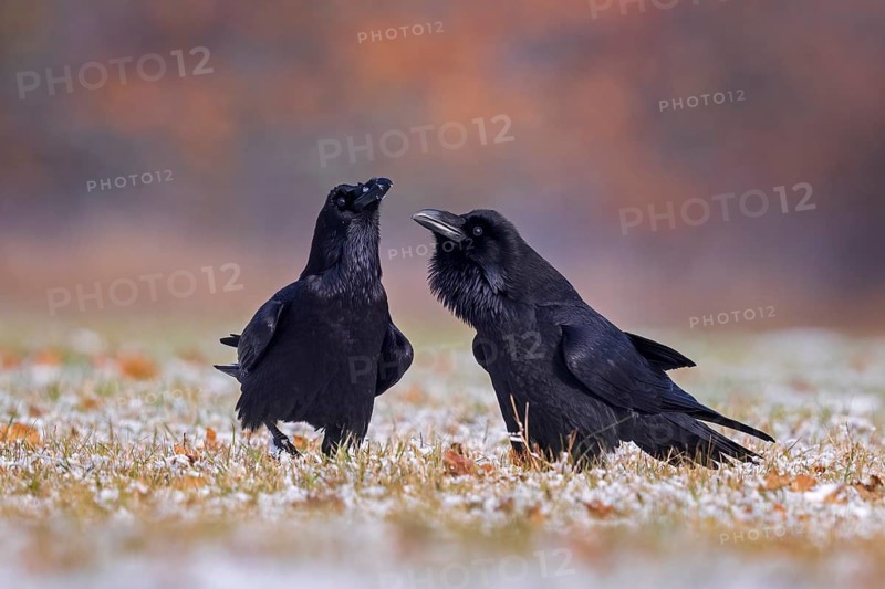 Common raven