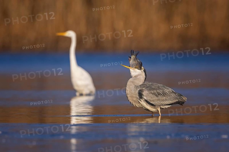 Grey heron