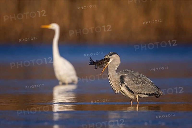 Grey heron