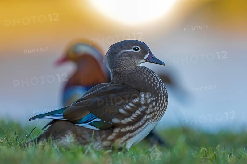 Mandarin Duck