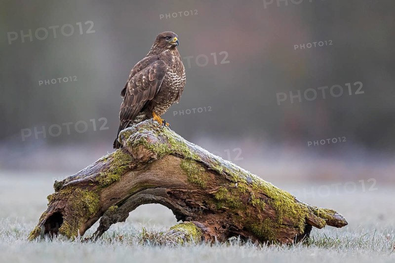 Common steppe buzzard