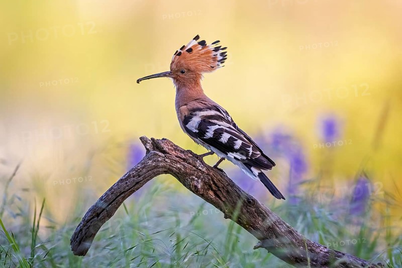 Hoopoe
