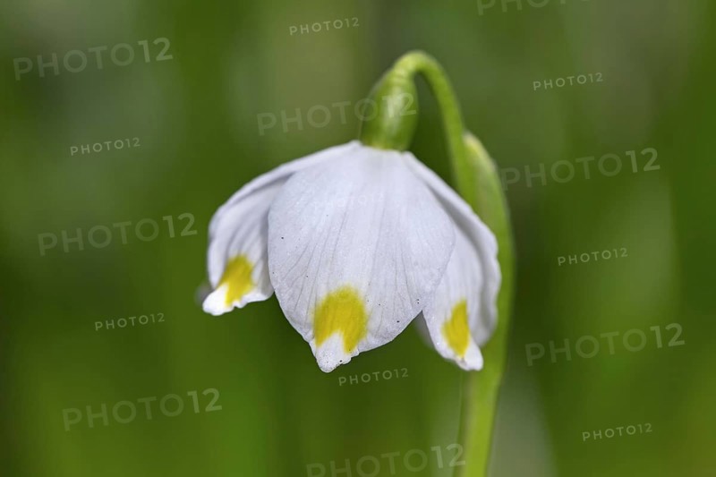 Close up of spring snowflake
