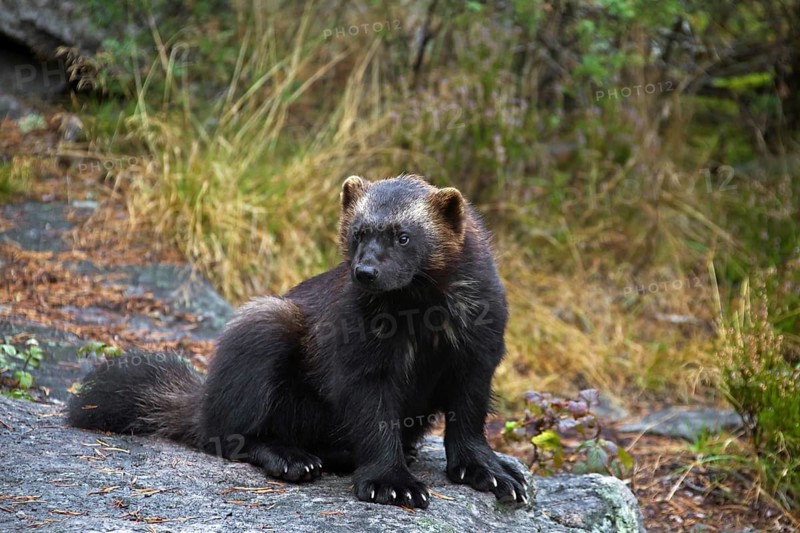 Wolverine
