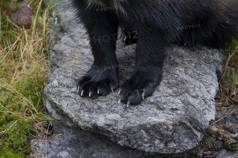 Wolverine