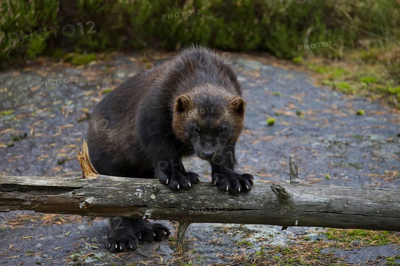 Wolverine