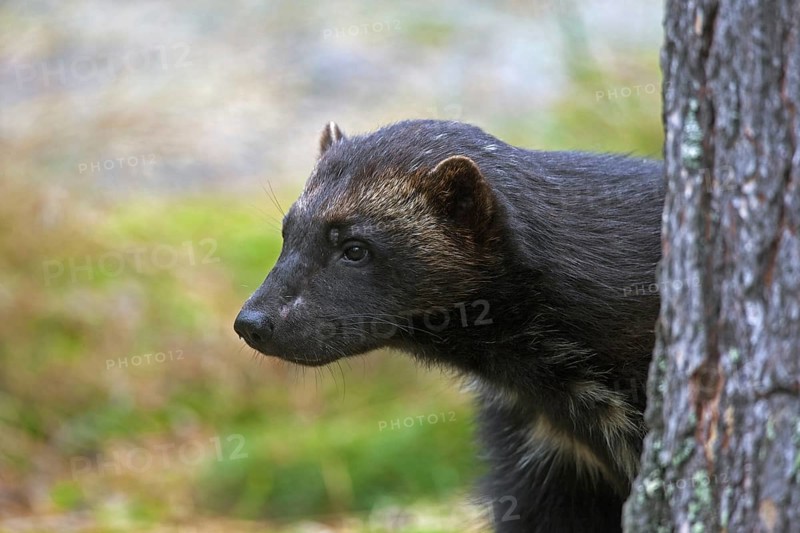 Wolverine