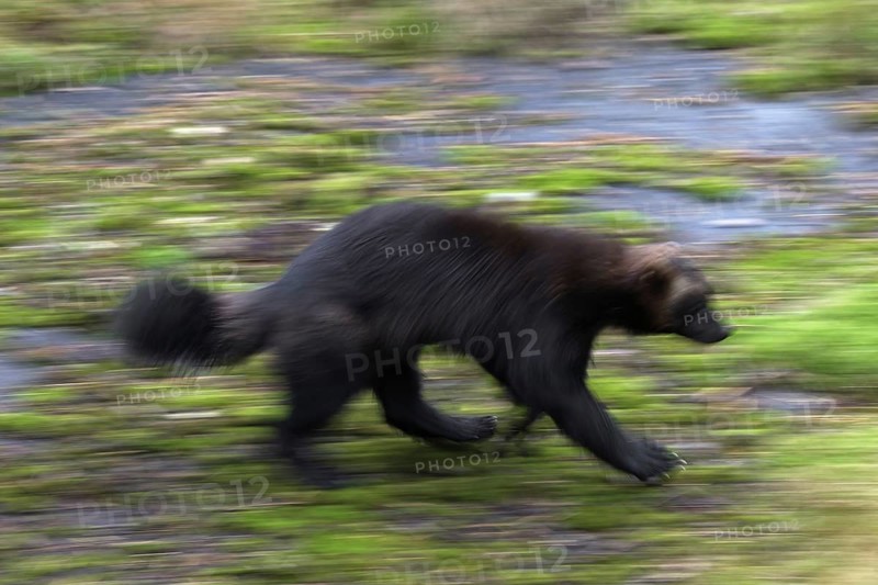 Wolverine