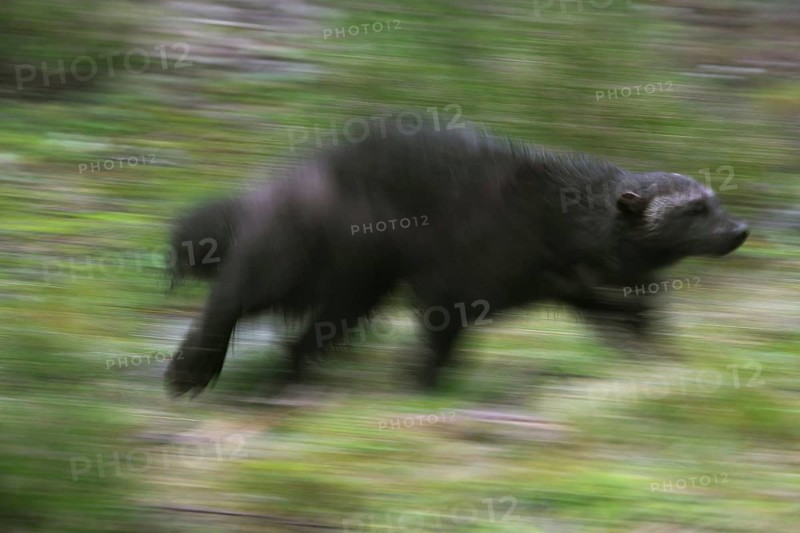 Wolverine