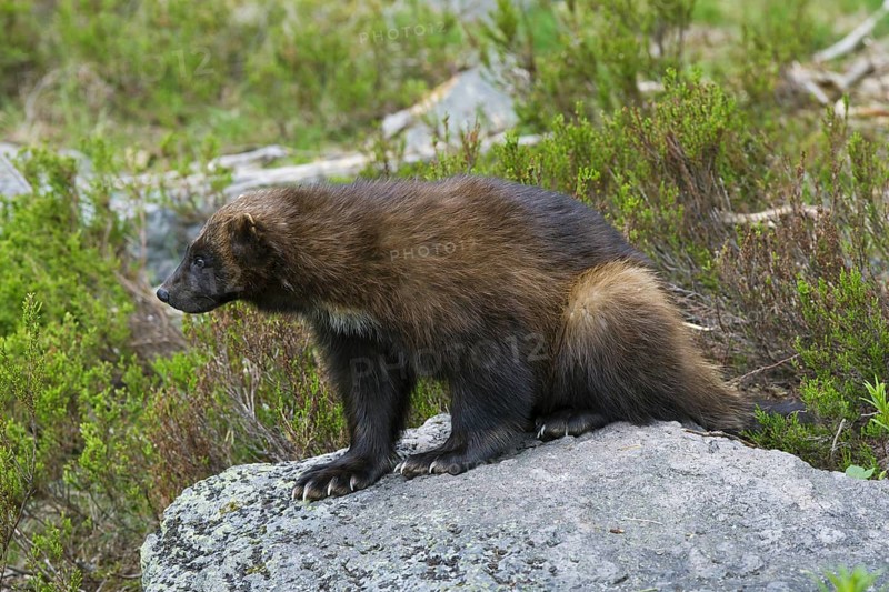 Wolverine