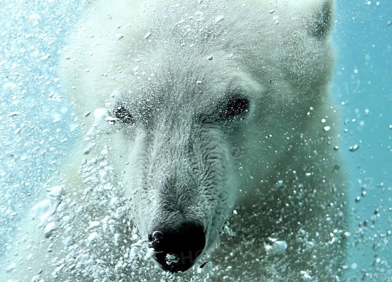 Polar bear