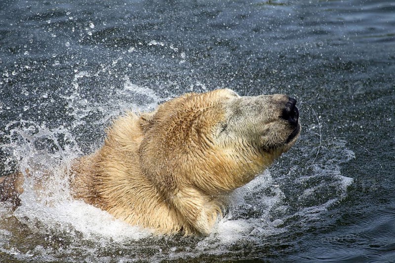 Close up of Polar bear