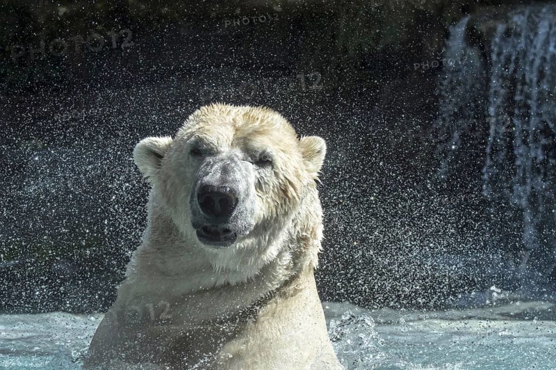 Polar bear