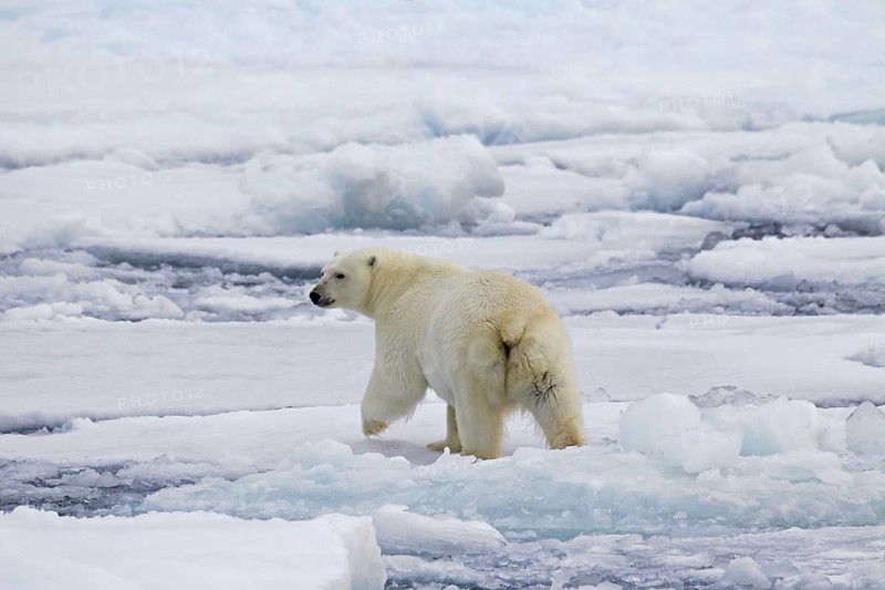 Polar bear