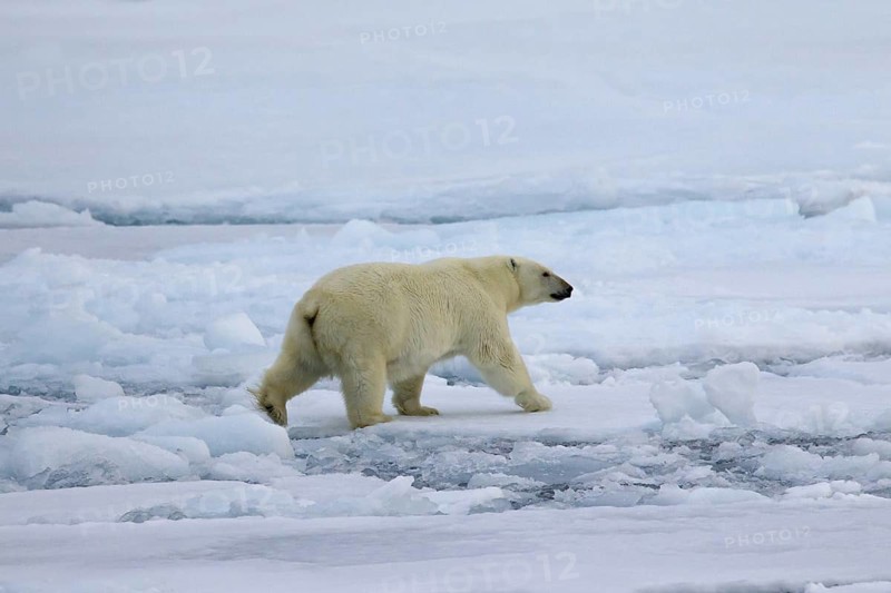 Polar bear