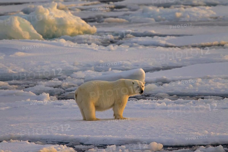 Polar bear