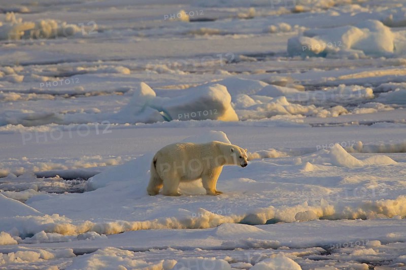 Polar bear