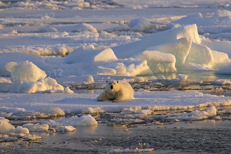 Polar bear