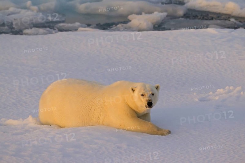 Polar bear