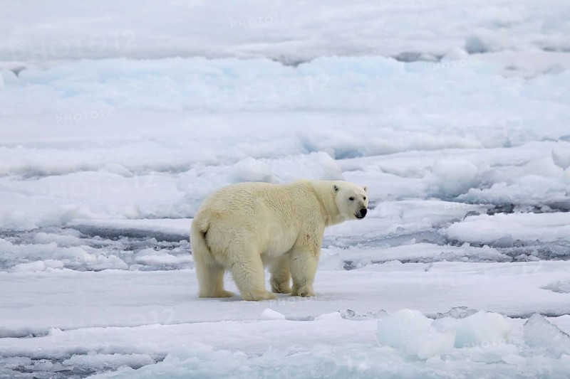 Polar bear