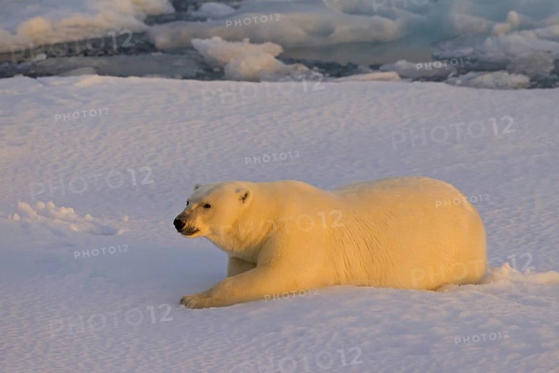 Polar bear