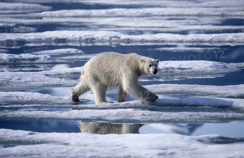 Polar bear