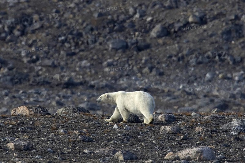 Solitary polar bear
