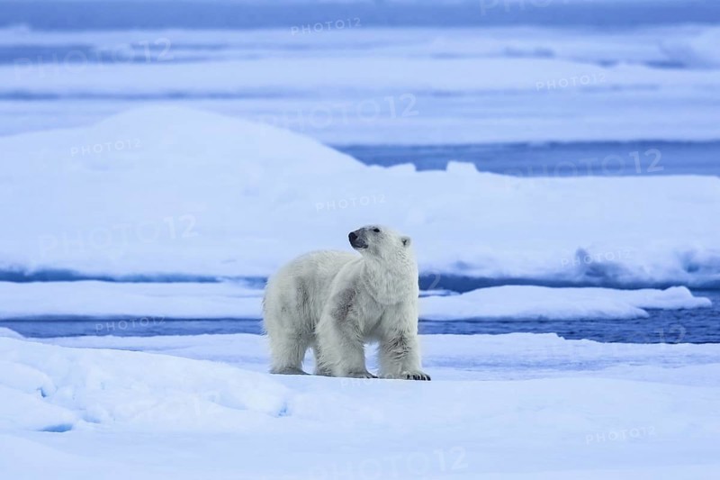 Solitary polar bear