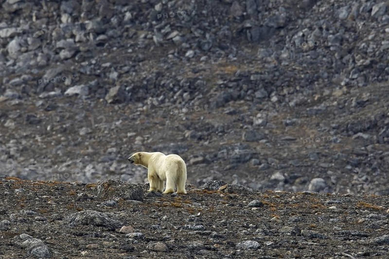 Solitary polar bear