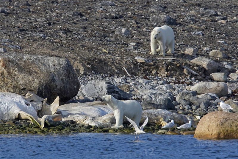Two Polar bears