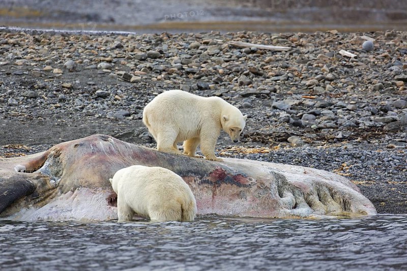 Two scavenging Polar bears