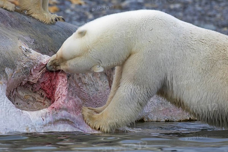 Scavenging Polar bear